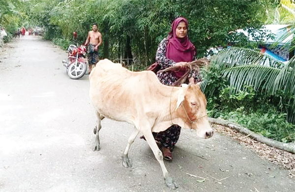 কিস্তি দিতে না পারায় গরু ছিনিয়ে নেয়ার অভিযোগ