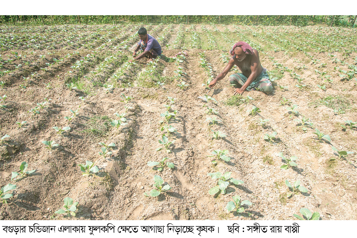 বিস্তীর্ণ মাঠজুড়ে সারি সারি সবজির চারা