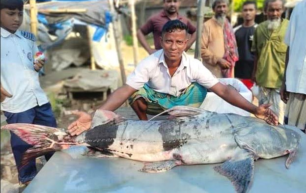 যমুনা নদীতে জালে ধরা পড়লো ৩৮ কেজি ওজনের বাঘাইড়