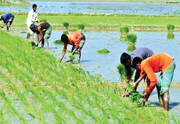 হবিগঞ্জে ৪ লাখ টন আমন ধান উৎপাদনের সম্ভাবনা