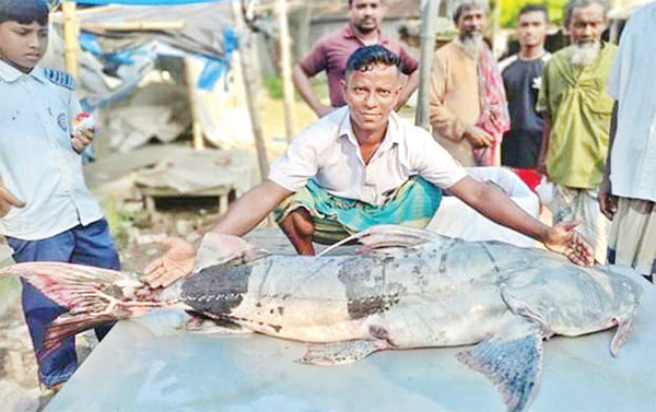 যমুনায় ধরা পড়েছে ৩৮ কেজি ওজনের বাঘাইড়