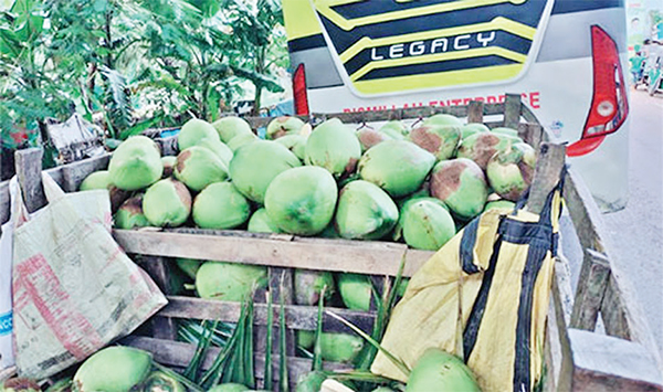 মোরেলগঞ্জের ডাব যাচ্ছে দেশের বিভিন্ন স্থানে