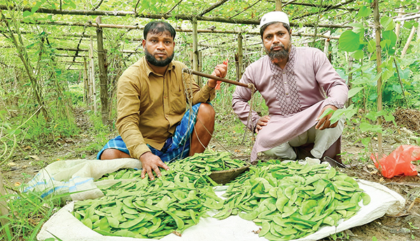 শিমের সঙ্গে বরবটি চিচিঙ্গা চাষে সফলতা