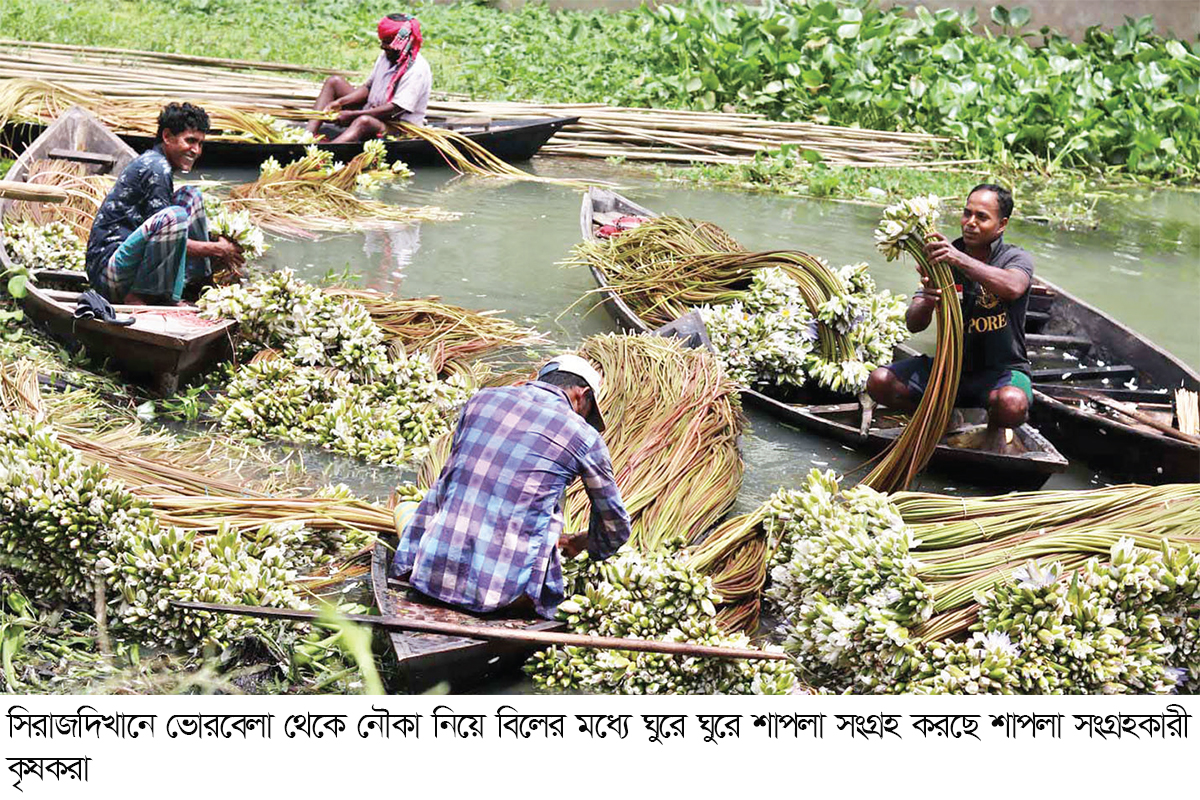 শাপলায় জীবিকা নির্বাহ শতাধিক পরিবারের