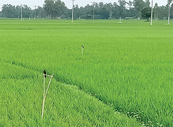 পরিবেশবান্ধব পার্চিং পদ্ধতি জনপ্রিয় হয়ে উঠেছে