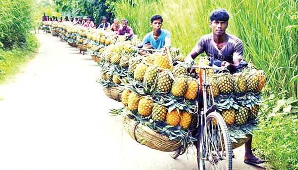 জিআই পণ্যের স্বীকৃতি পেলো মধুপুরের আনারস