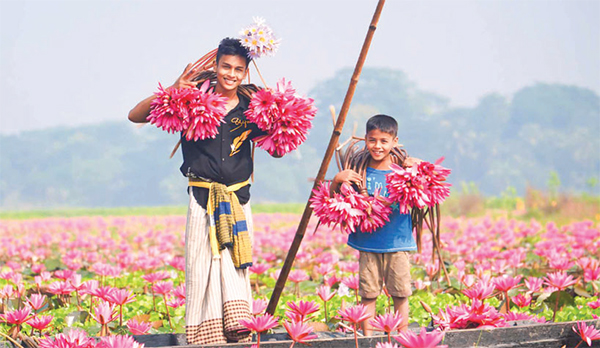 শাপলা ফুলে জীবিকা