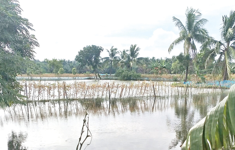 বন্যার পানিতে মিশে গেছে কৃষকের স্বপ্ন