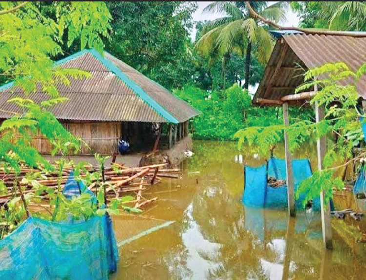 টানা বর্ষণে সাতক্ষীরায় ফসল ও মৎস্য খাতে ব্যাপক ক্ষতি