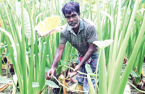 মেহেরপুরে কন্দাল জাতের লতিকচুর চাষ বাড়ছে