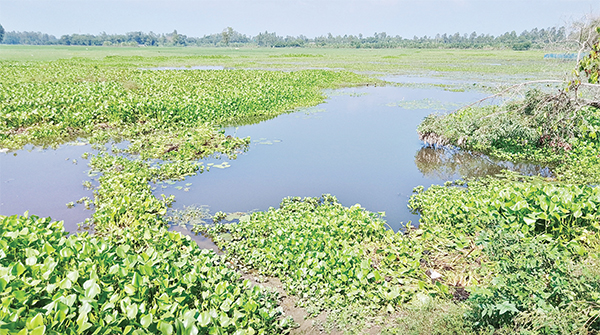 জমির চেয়ে ক্যানেল উঁচু ১৫০০ বিঘা জমি জলাবদ্ধ