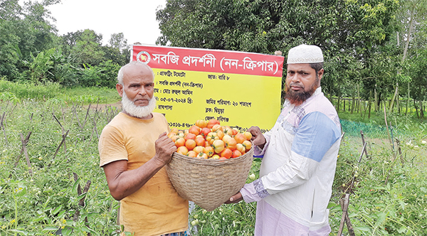 গ্রীষ্মকালীন গ্রাফটিং টমেটো চাষে সফলতা