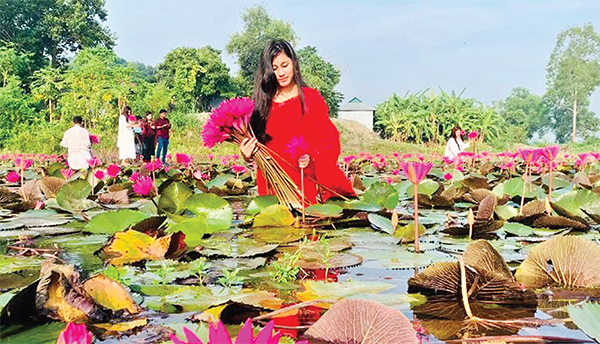 লাল শাপলা মন কাড়ছে প্রকৃতিপ্রেমীদের