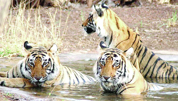 ভিয়েতনামে প্রাণ গেলো ৪৭টি বাঘ, তিনটি সিংহের