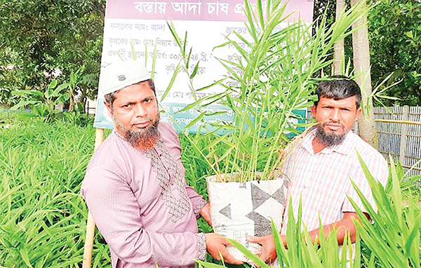 বস্তায় আদা চাষে স্বাবলম্বী কৃষক