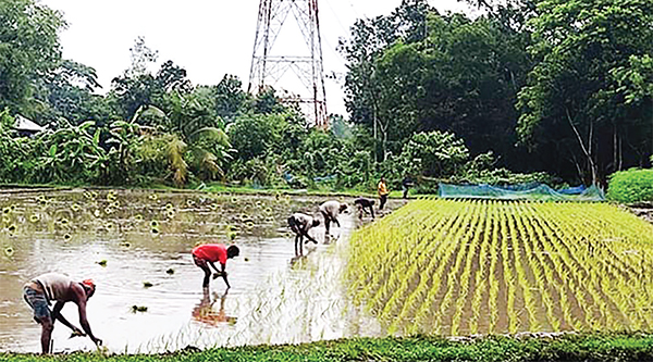 চাঁদপুরে আউশ ধান রোপণের ব্যস্ততা