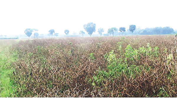 দৌলতপুরে অতি বৃষ্টিতে ফসলের ব্যাপক ক্ষতি