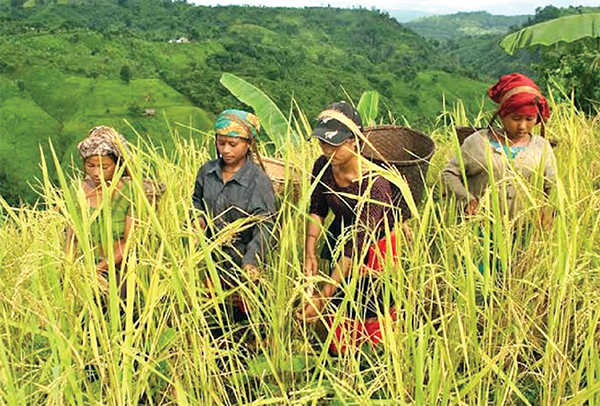 জুমে চলছে ধান কাটার উৎসব