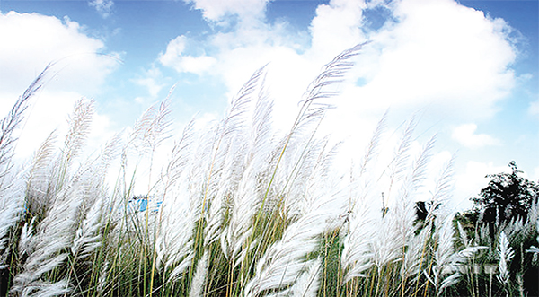 বাংলার শরৎ প্রকৃতি