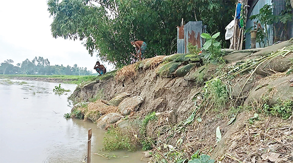 নদীভাঙনে আবাদি জমি-বসতবাড়ি বিলীন