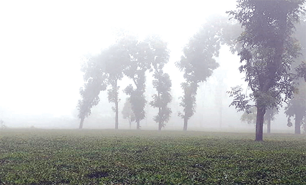 পঞ্চগড় ঘন কুয়াশায় শীতের আগমনী বার্তা