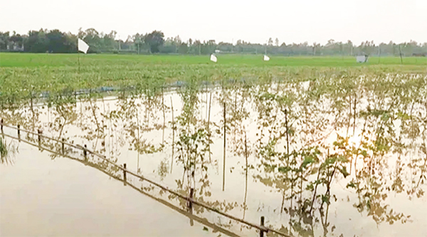 শেরপুরে বন্যায় কৃষি ও মৎস্য খাতে ব্যাপক ক্ষতি