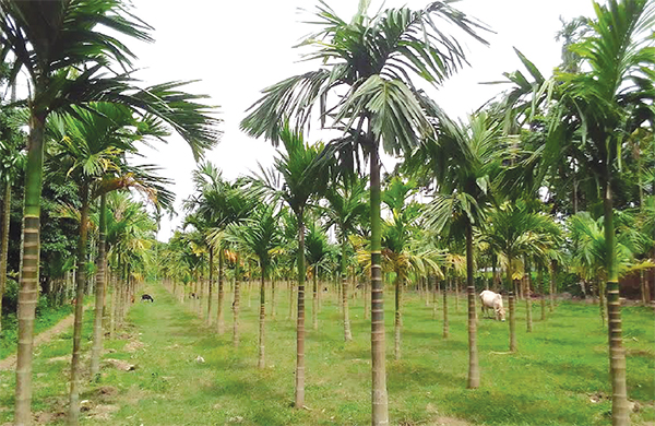 সুপারি বাগানে সাথী ফসল চাষে বাড়তি আয়!