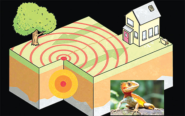 ভূমিকম্পের আগাম বার্তা পায় যে প্রাণী