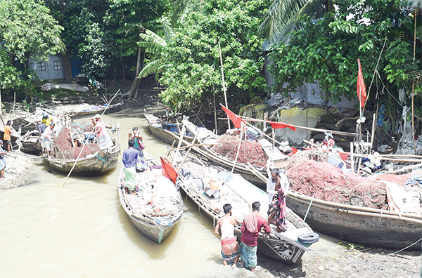 পদ্মা-মেঘনায় ইলিশ আহরণে ২২ দিনের নিষেধাজ্ঞা