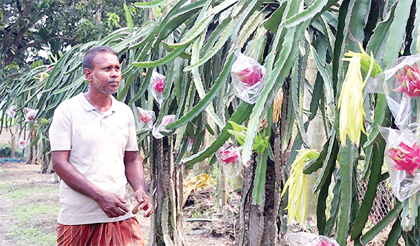 ড্রাগন চাষে নতুন স্বপ্ন