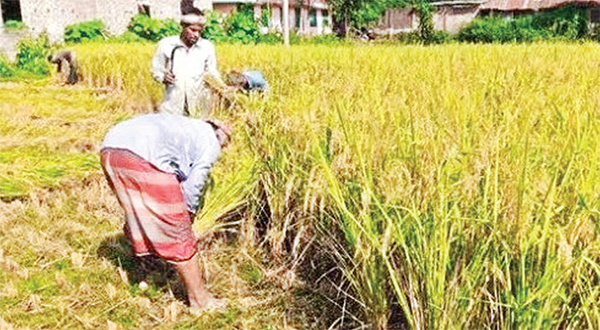 আগাম আমন ধান কাটা শুরু