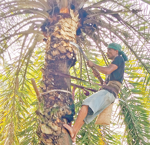 খেজুর গাছের রস সংগ্রহে গাছিদের আগাম প্রস্তুতি