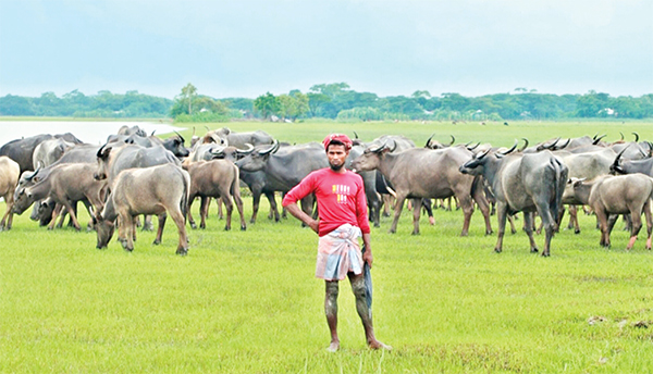 মহিষে সচল ভোলার গ্রামীণ অর্থনীতি