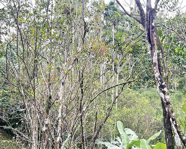 কমলার বাগানে নতুন রোগ মরে যাচ্ছে গাছ