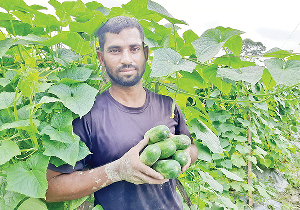 হবিগঞ্জে শসা চাষে লাভবান কৃষক