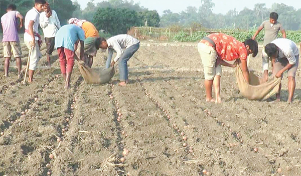 আগাম জাতের আলু আবাদে ব্যস্ত কৃষকরা