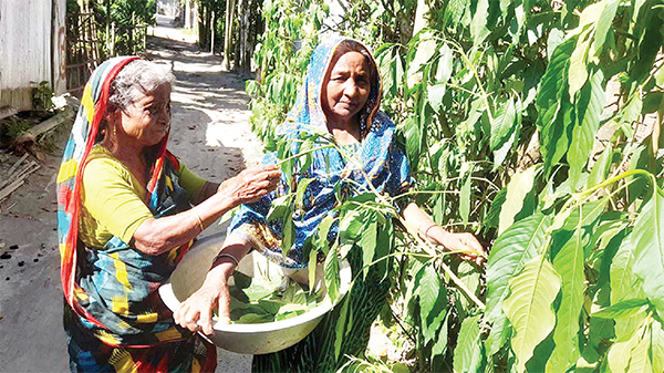 ওষুধি গাছ চাষে স্বচ্ছলতা