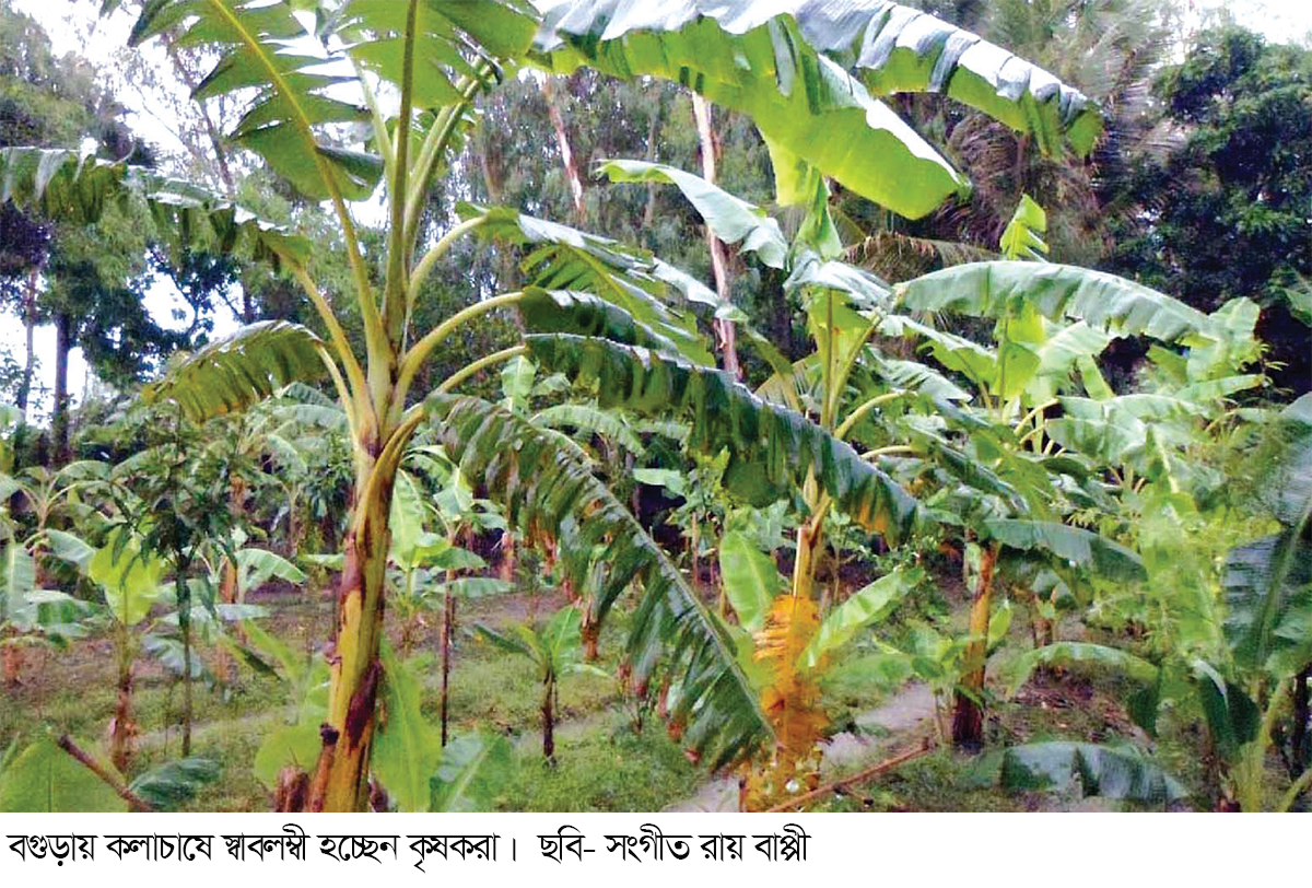 কলাচাষে সুদিন