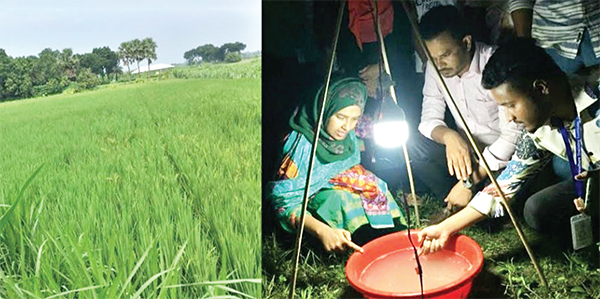 ক্ষতিকর  পোকা দমনে কার্যকর আলোক ফাঁদ