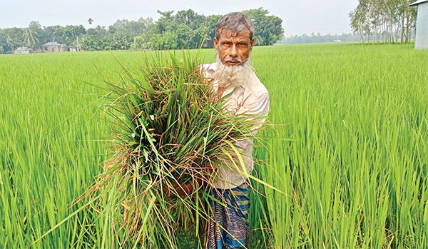 ধানখেতে ইঁদুরের উপদ্রব উৎপাদন নিয়ে শঙ্কা