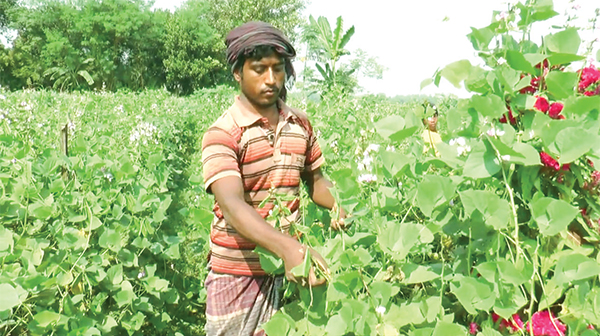 লাভ গুনছেন আগাম শিমচাষিরা