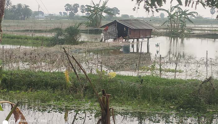 সাতক্ষীরায় ভারী বর্ষণে কৃষকের ১০ কোটি টাকার বেশি ক্ষতি