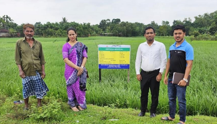 উখিয়ায় আমন ধানের বাম্পার ফলনের স্বপ্ন বুনছেন কৃষক