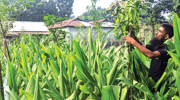 মিশ্র গাছের বাগানে হলুদ চাষে অধিক লাভ