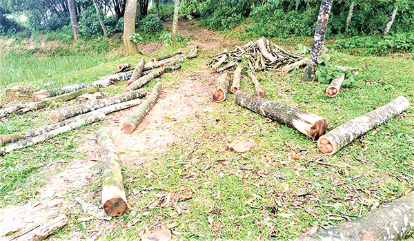 মধুপুরে সরকারি গাছ বিক্রি ডিসির কাছে অভিযোগ