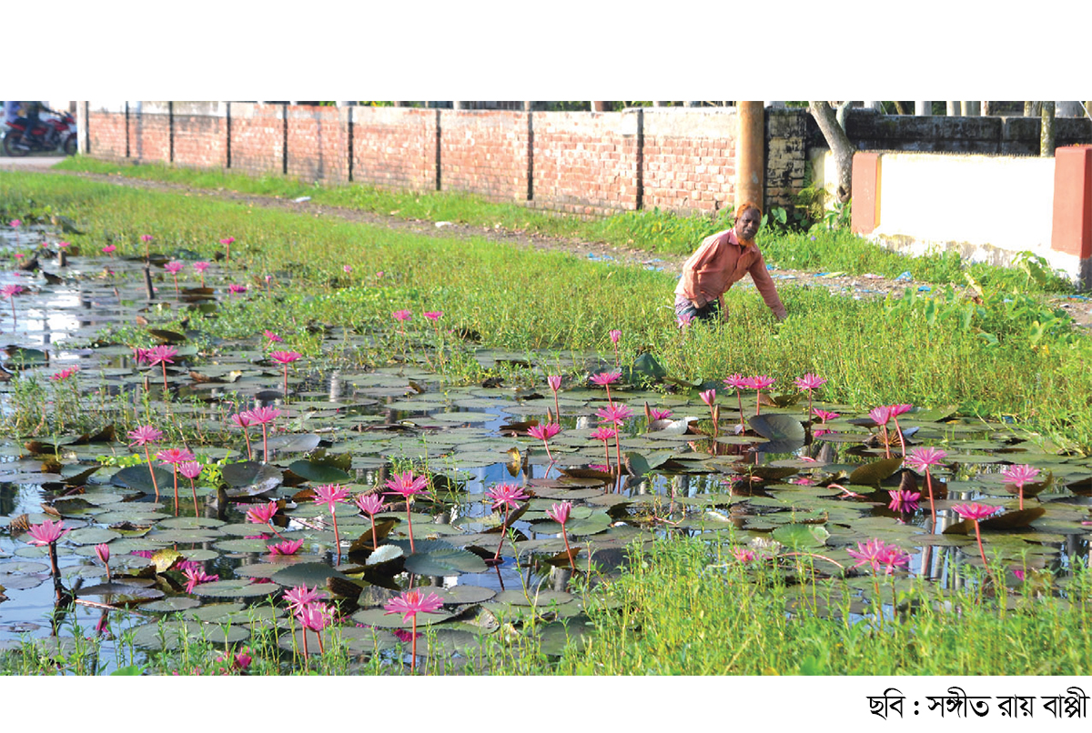 বগুড়ায় প্রক্রিয়াজাত শাপলার কদর এখন ঢাকায়