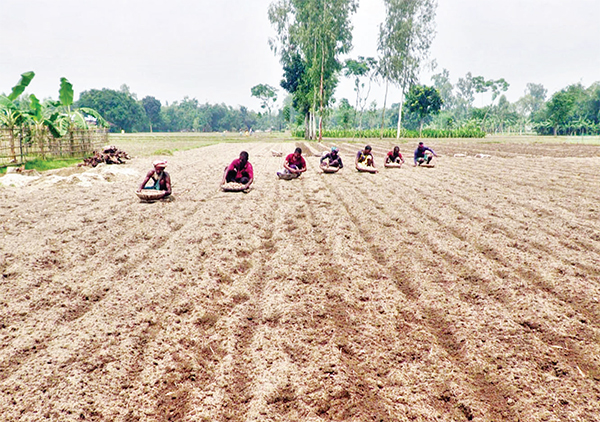 অধিক লাভের আশায় আগাম আলু রোপণে ব্যস্ত কৃষক