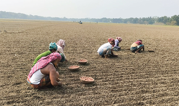 বীজের দামে রেকর্ড