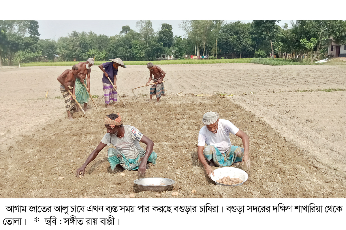 আগাম আলু চাষে লাভের স্বপ্ন