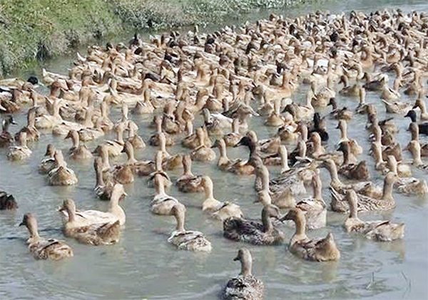 ভোলায় হাঁস পালনে স্বাবলম্বী ১৫ হাজার পরিবার